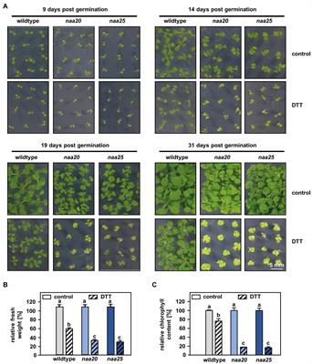 Disruption of the Nα-Acetyltransferase NatB Causes Sensitivity to Reductive Stress in Arabidopsis thaliana